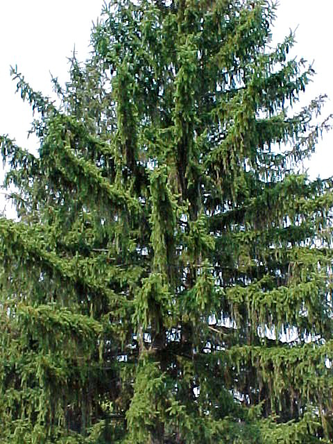 53-Picea_abies