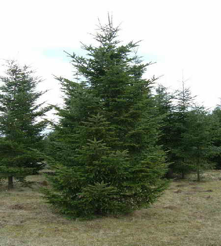 70-Abies_Alba_10_6metres