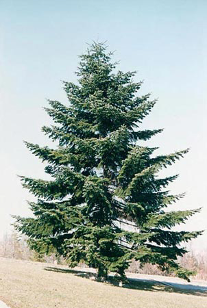 63-Abies_alba_1