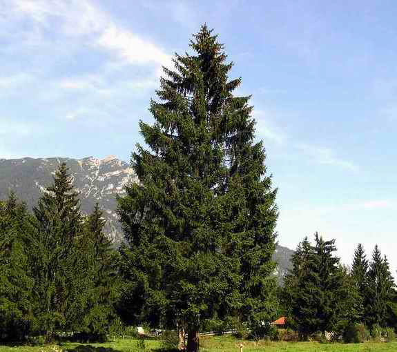 51-NorwaySpruce_Picea Abies