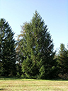 54-Picea_abies1