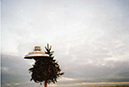 4-Pine_tree_4_print