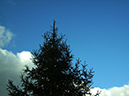 8m_Picea_Abies_upper_close_up